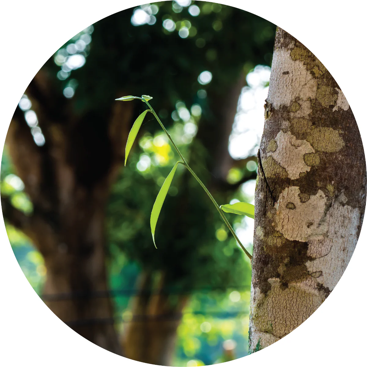 Agarwood - Essential Oil