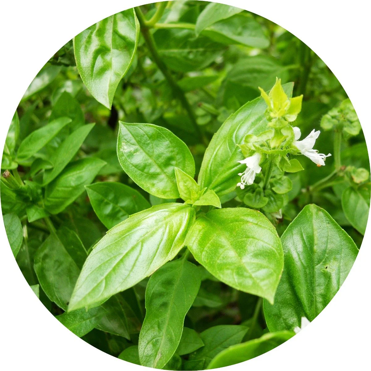 Basil - Essential Oil