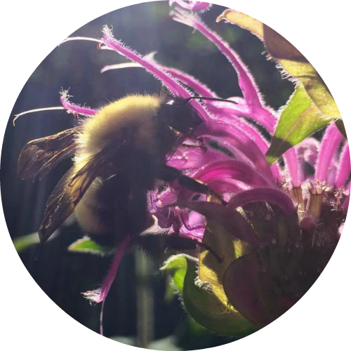 Bee Balm - Essential Oil
