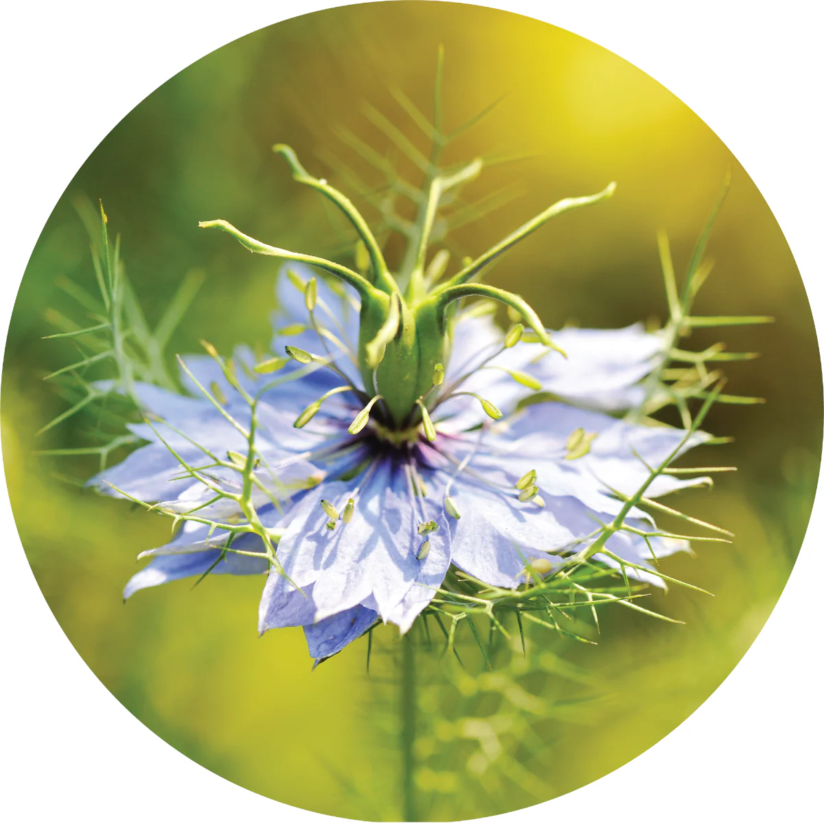Cumin, Black - Essential Oil