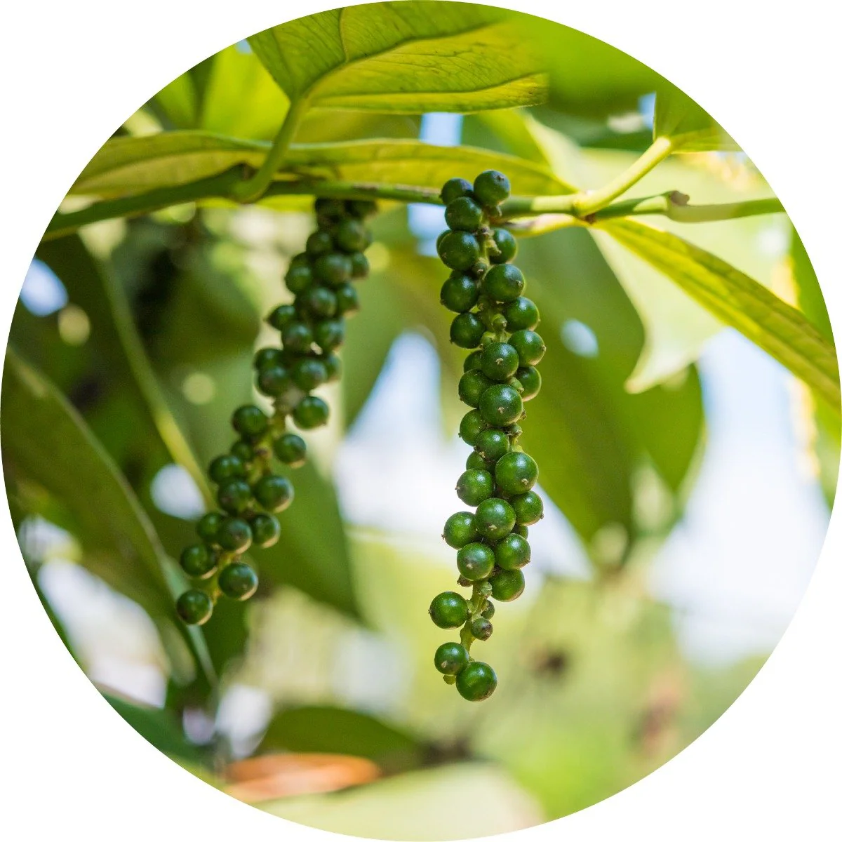 Black Pepper - Essential Oil