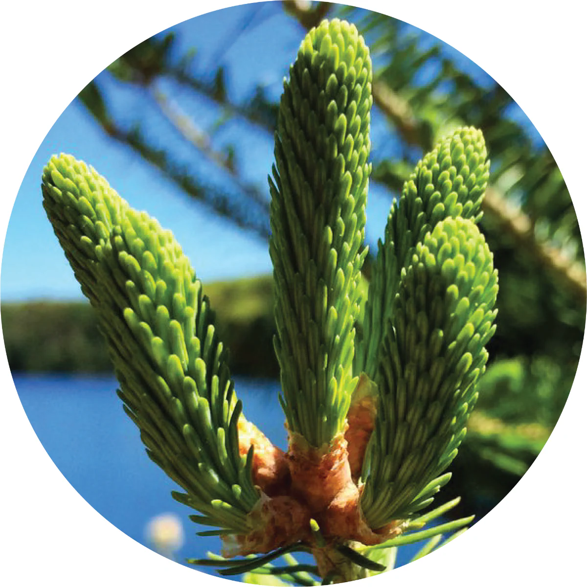 Spruce, Black - Essential Oil