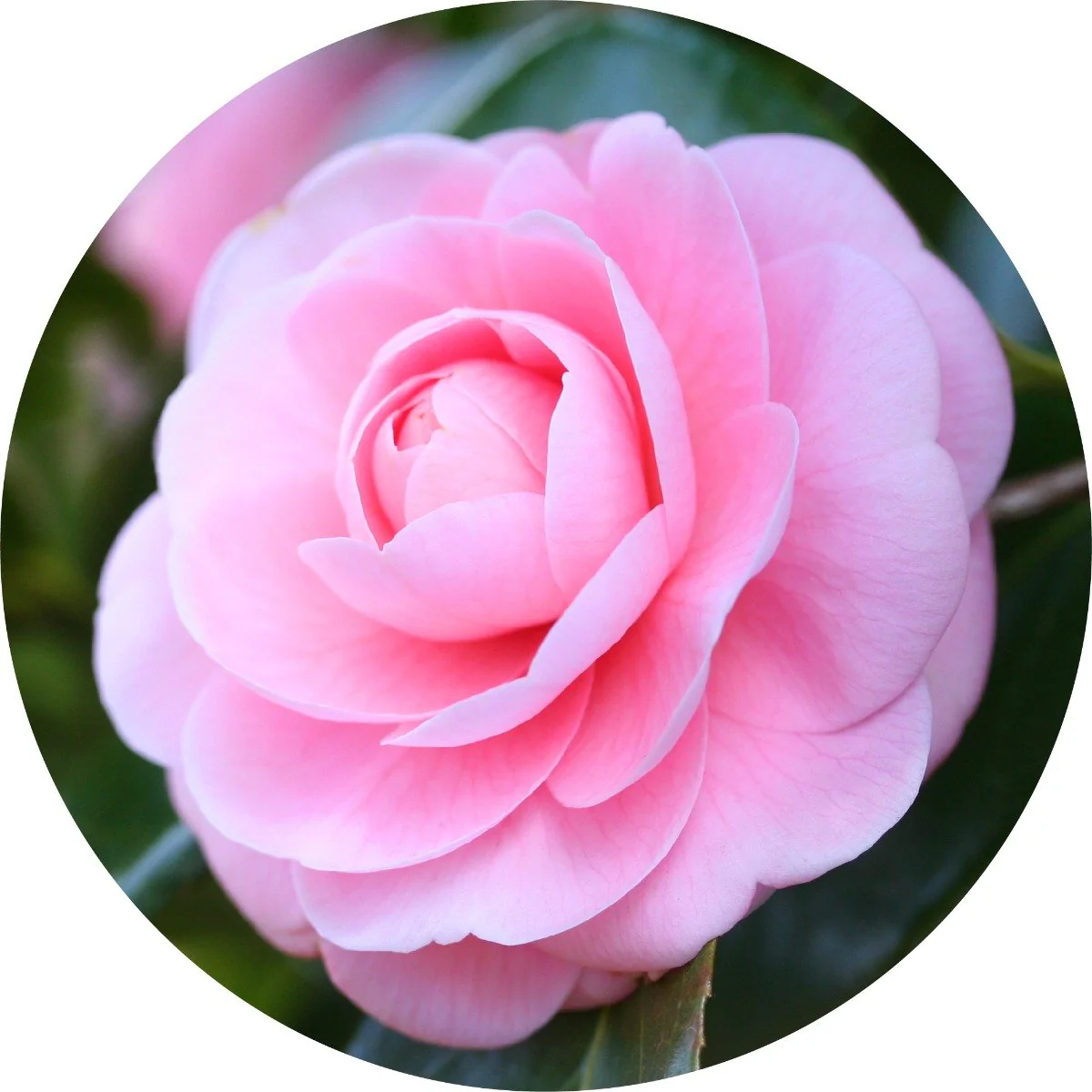 Camellia - Carrier Oil