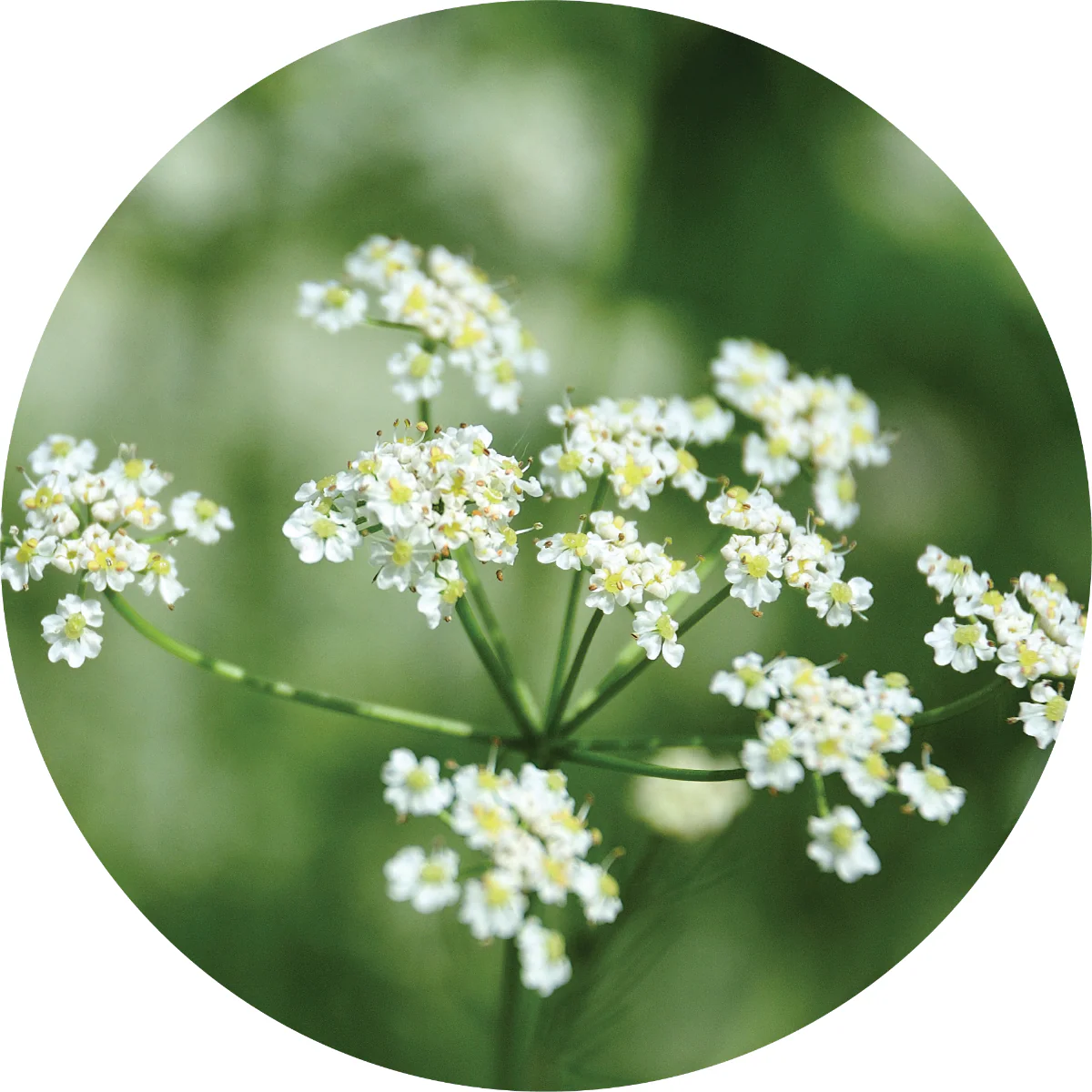 Caraway - Essential Oil