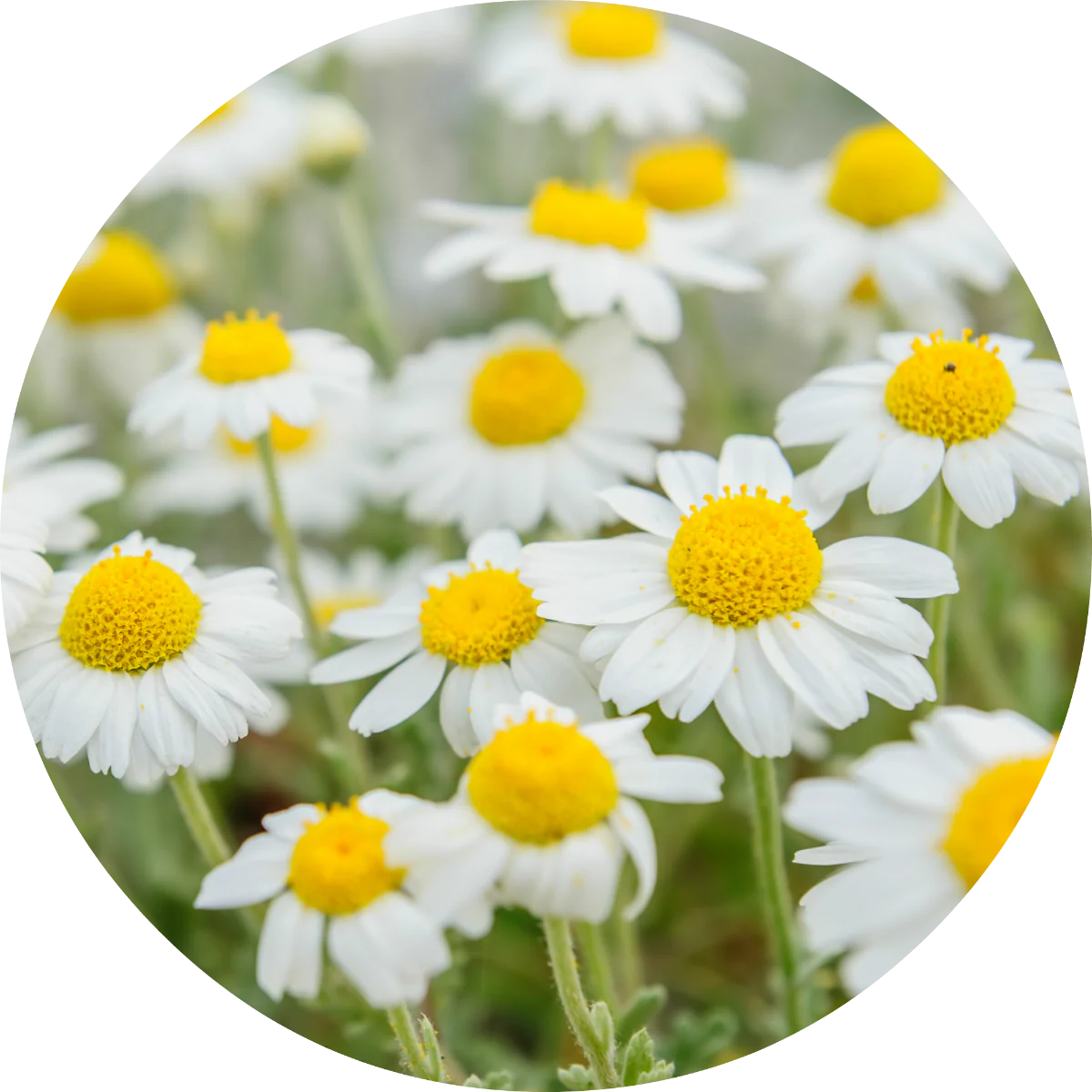 Chamomile - Essential Oil