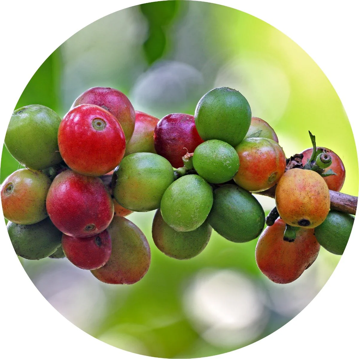 Coffee Bean - Essential Oil