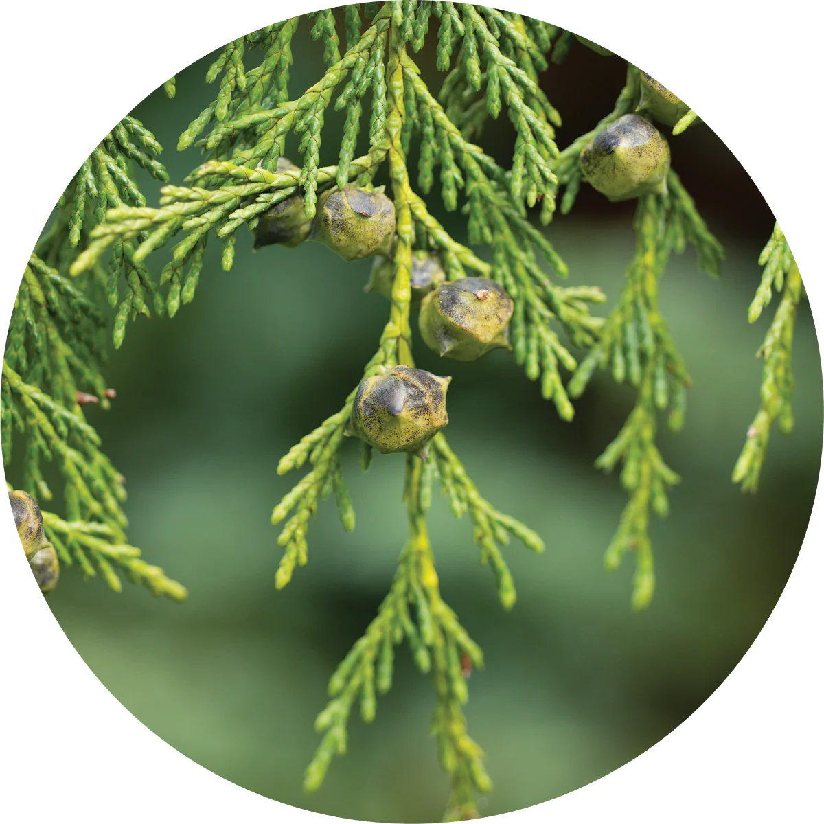 Cypress - Essential Oil