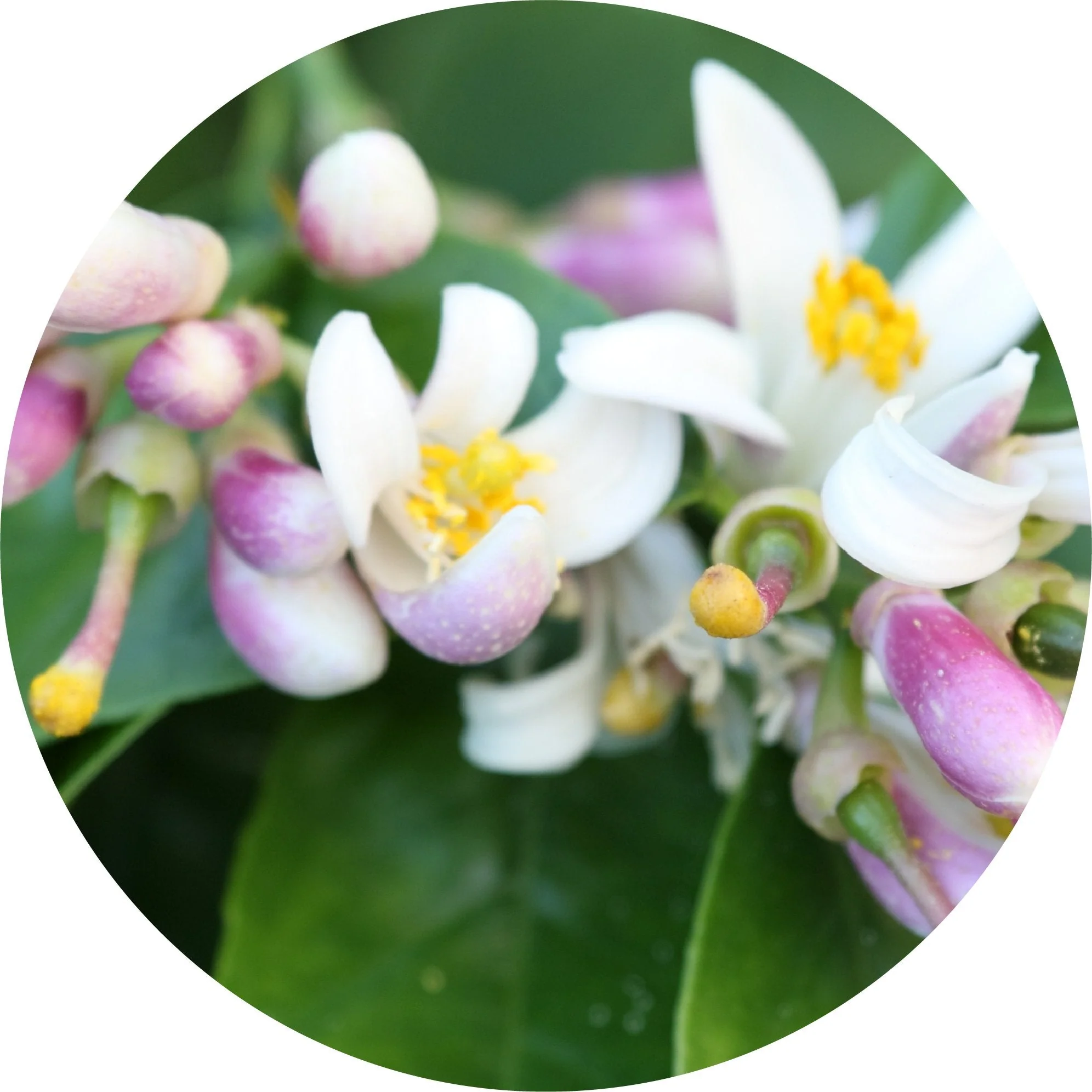 Dai Dai Blossom - Essential Oil