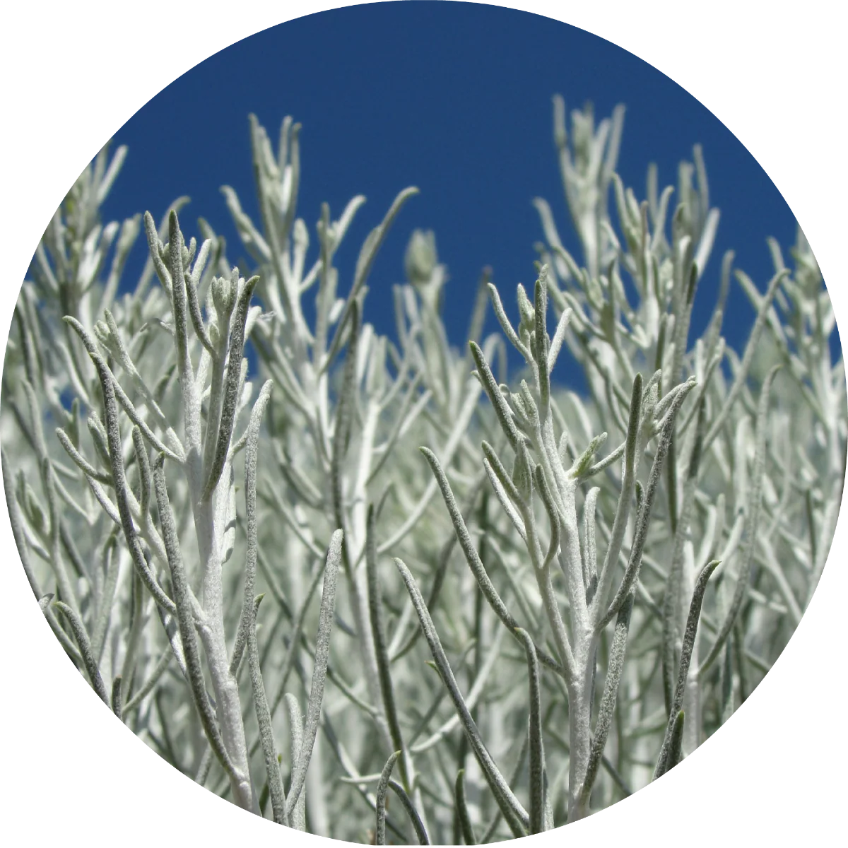 Sage, Desert - Essential Oil