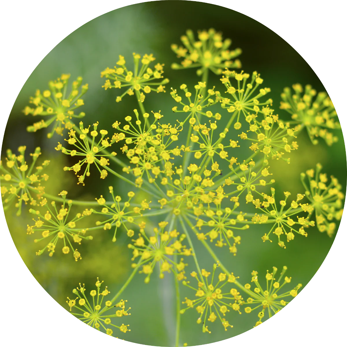 Dill - Essential Oil