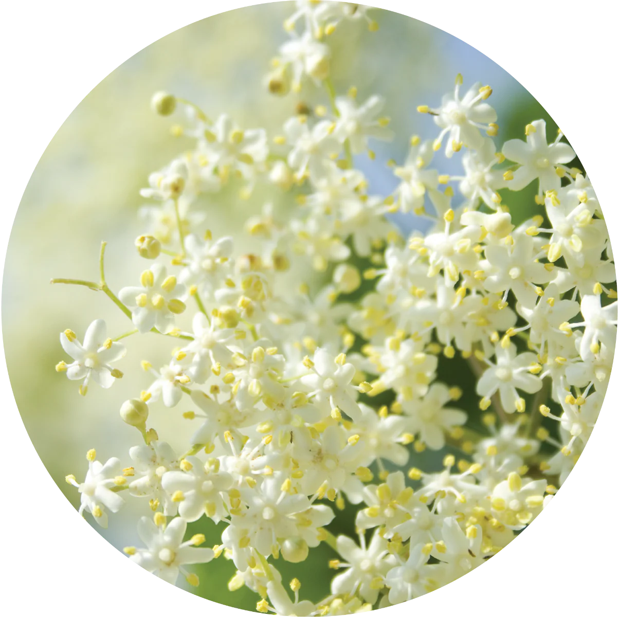 Elderflower - Essential Oil