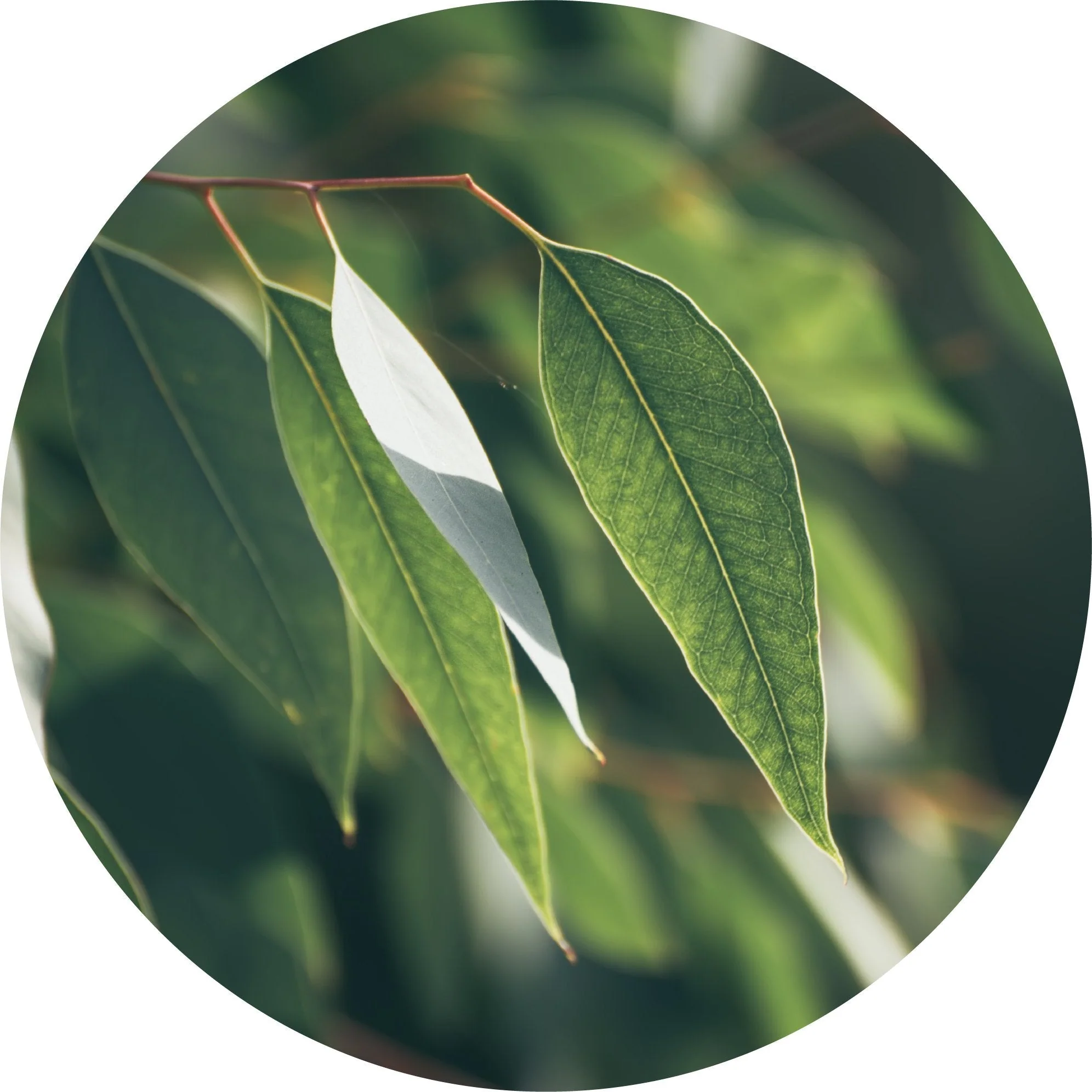 Eucalyptus Kochii - Essential Oil
