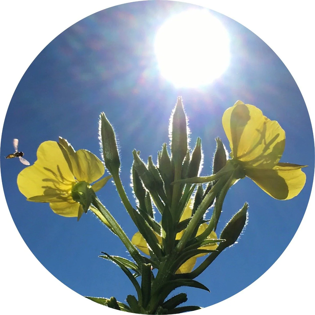 Evening Primrose - Carrier Oil