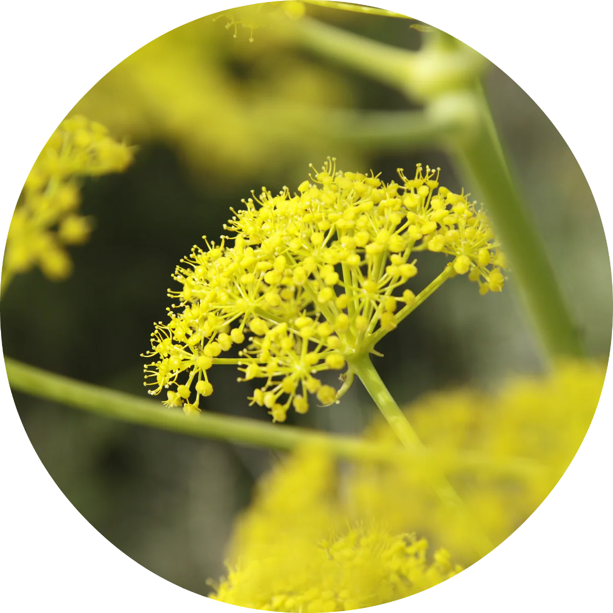 Fennel - Essential Oil