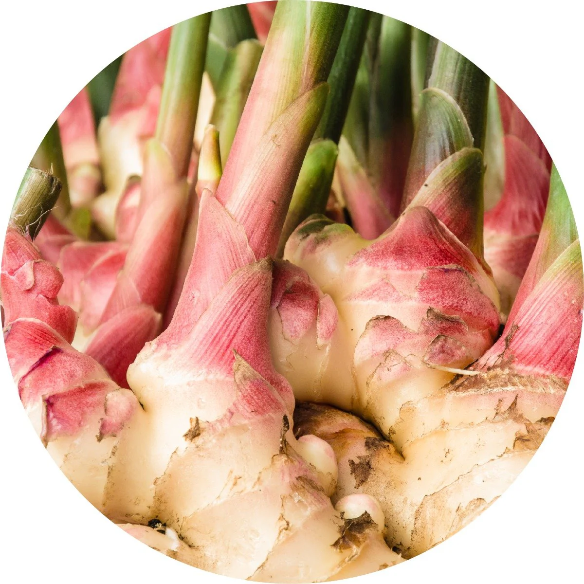 Ginger Root - Essential Oil - Image 2