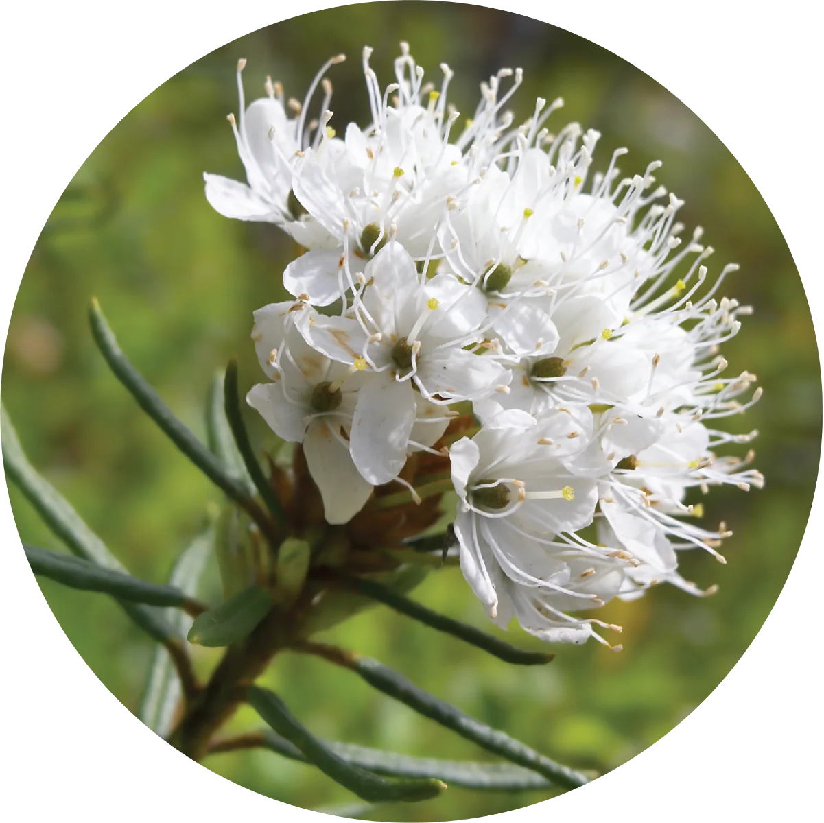 Greenland Moss - Essential Oil