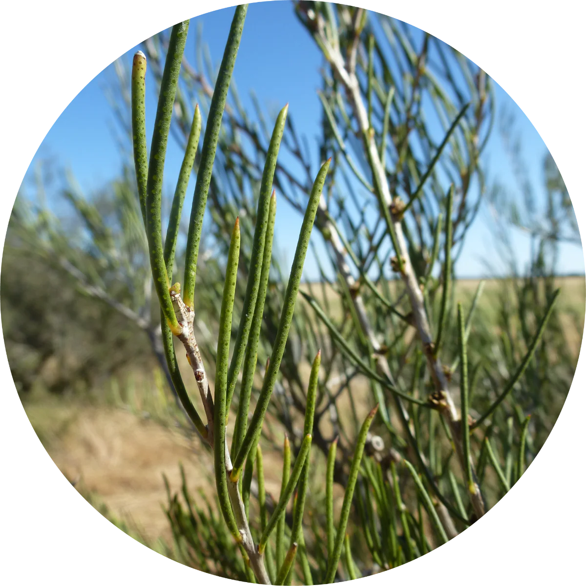 Myrtle, Honey - Essential Oil