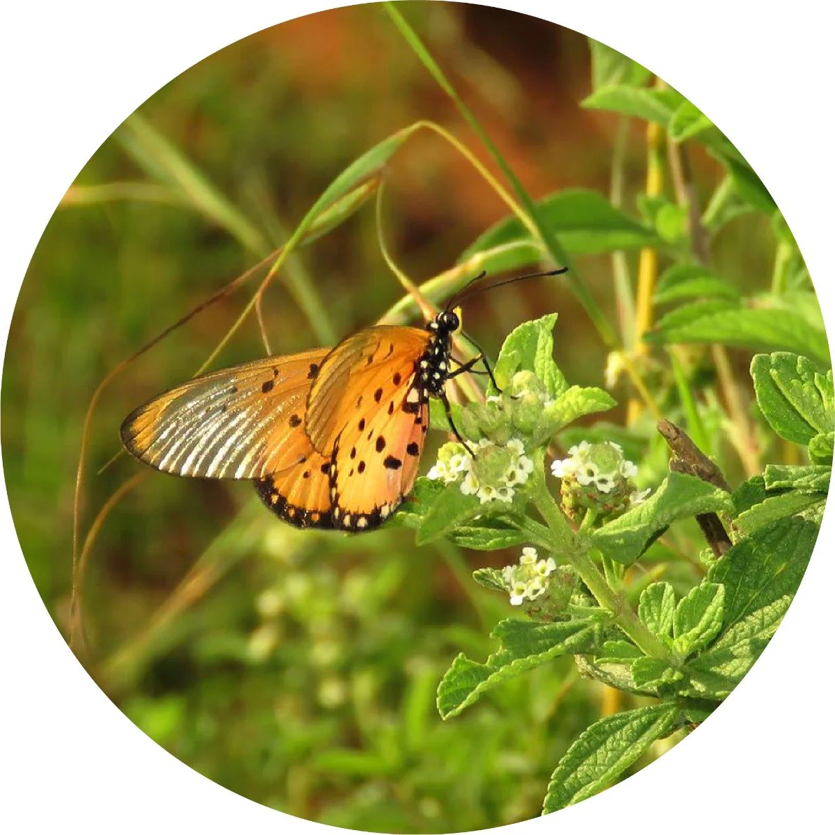 Verbena, Honey - Essential Oil