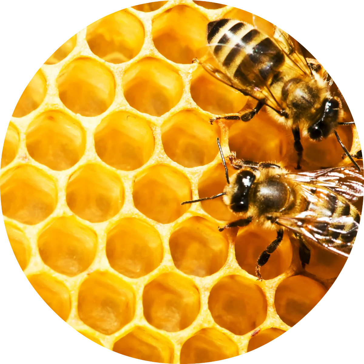 Honeycomb - Absolute