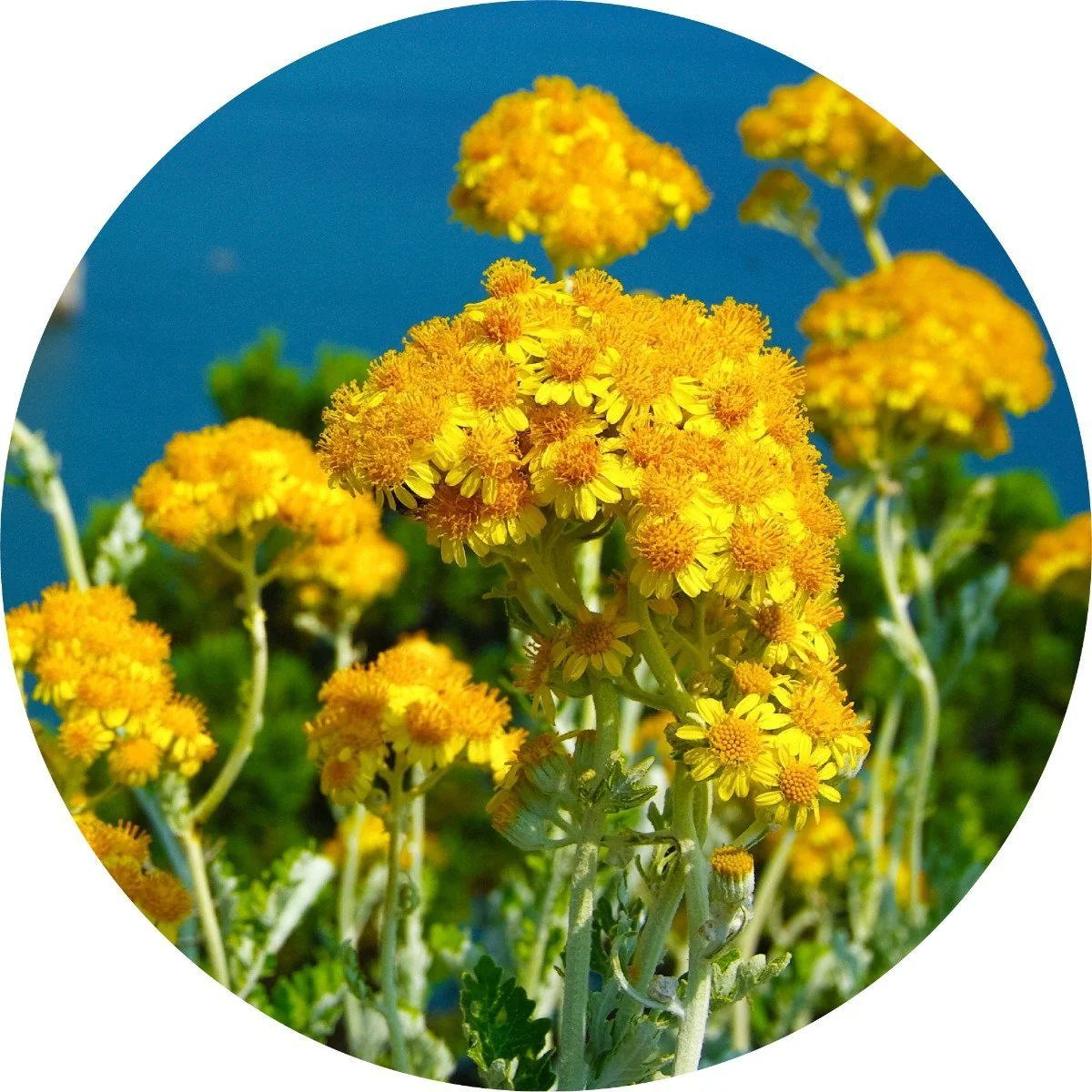 Immortelle - Essential Oil - Image 2