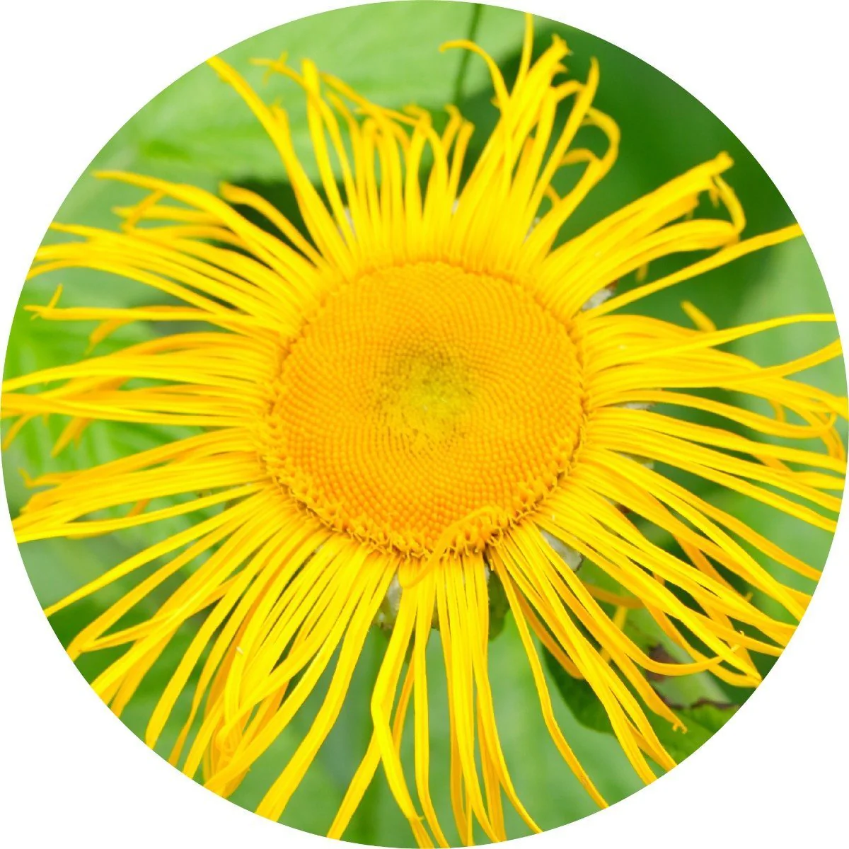Inula - Essential Oil - Image 2