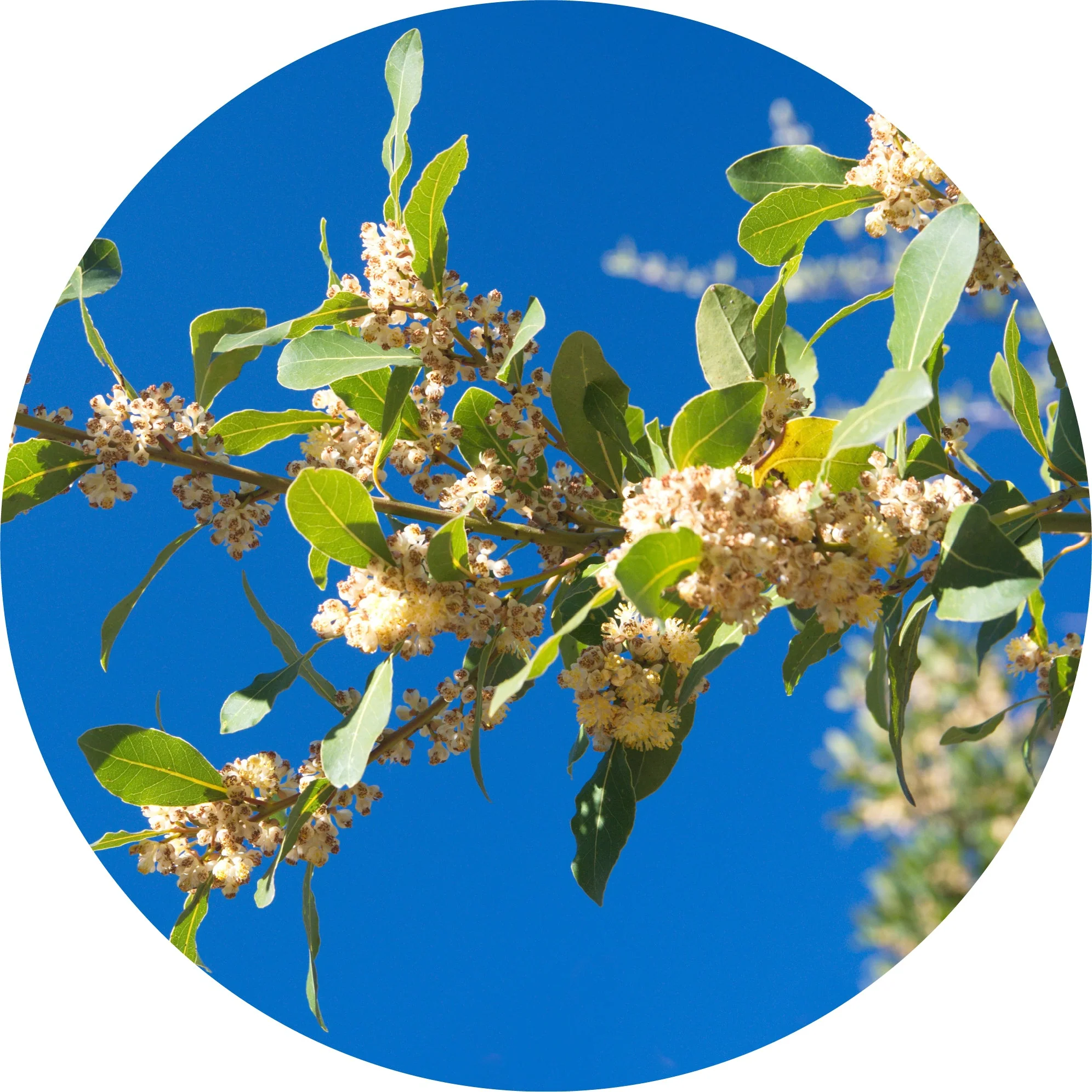 Laurel - Essential Oil - Image 2