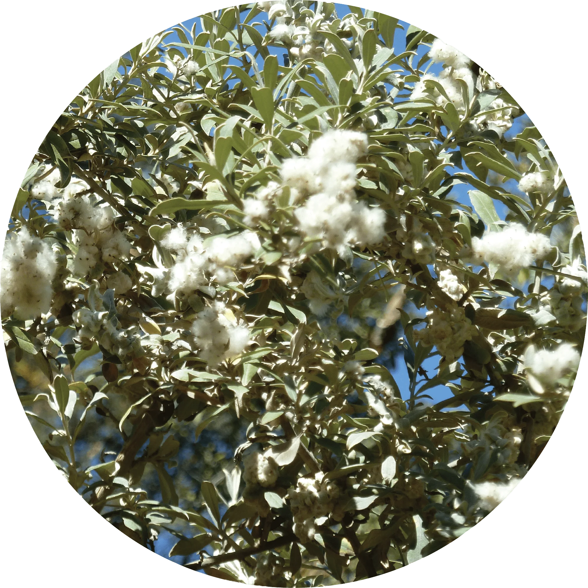 Leleshwa - Essential Oil VIP
