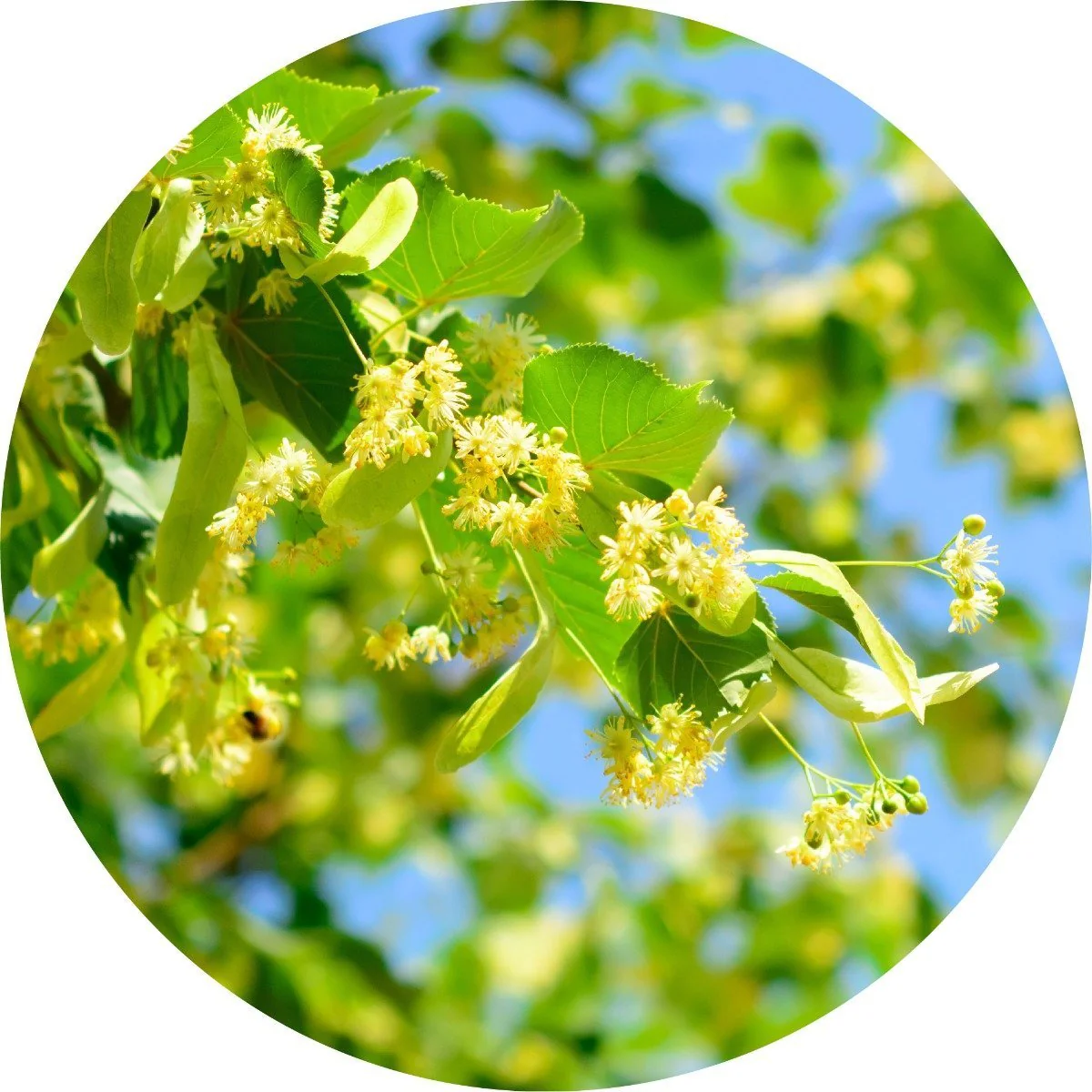 Linden Blossoms - Essential Oil