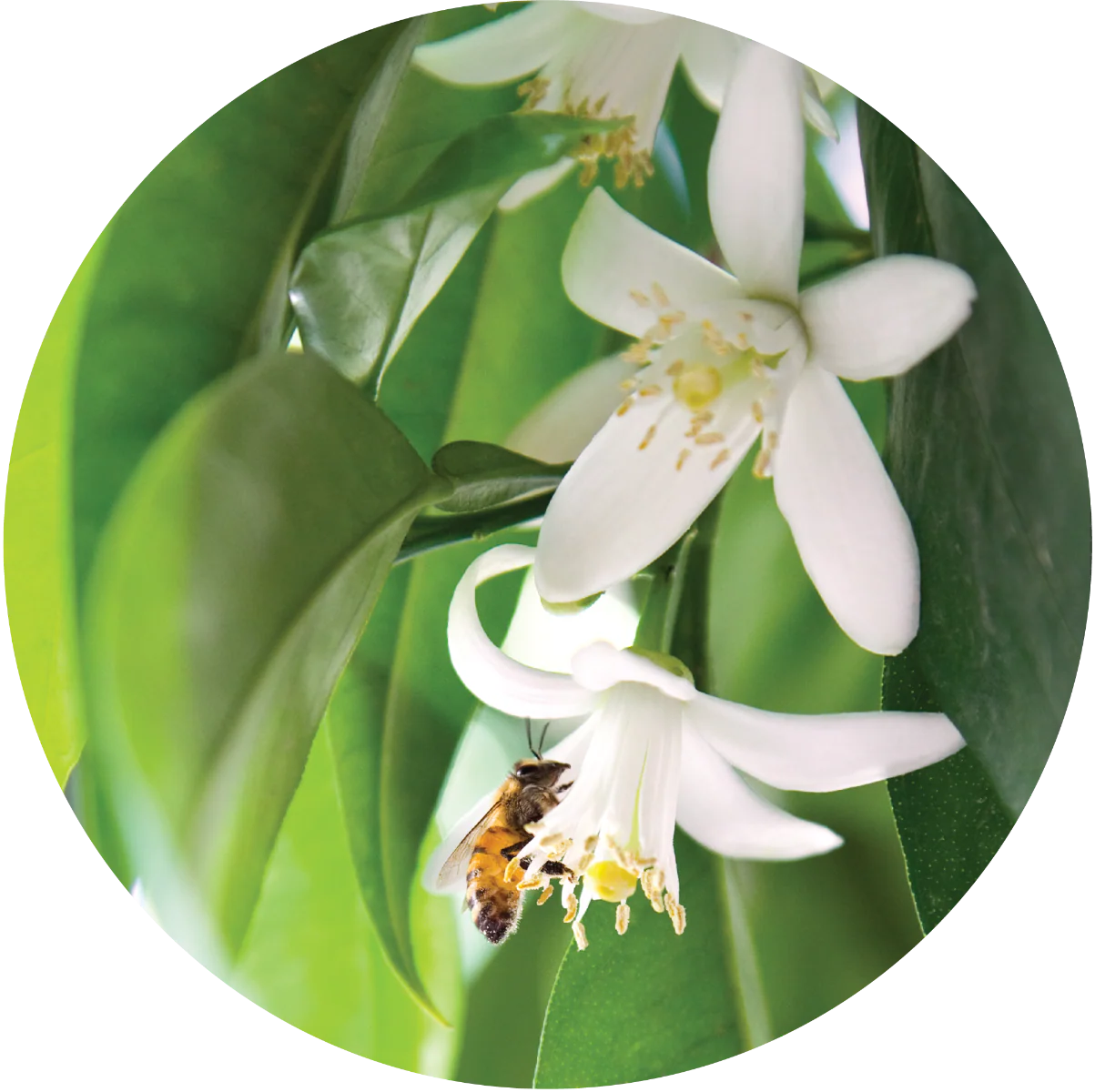 Petitgrain, Mandarin - Essential Oil
