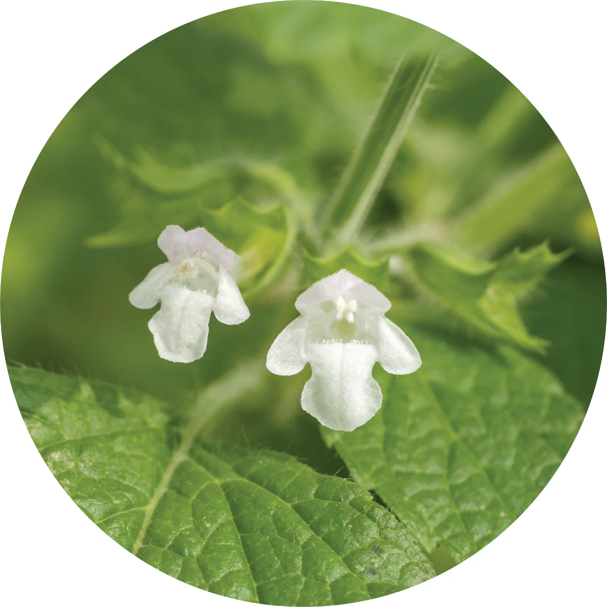 Melissa - Essential Oil - Image 2