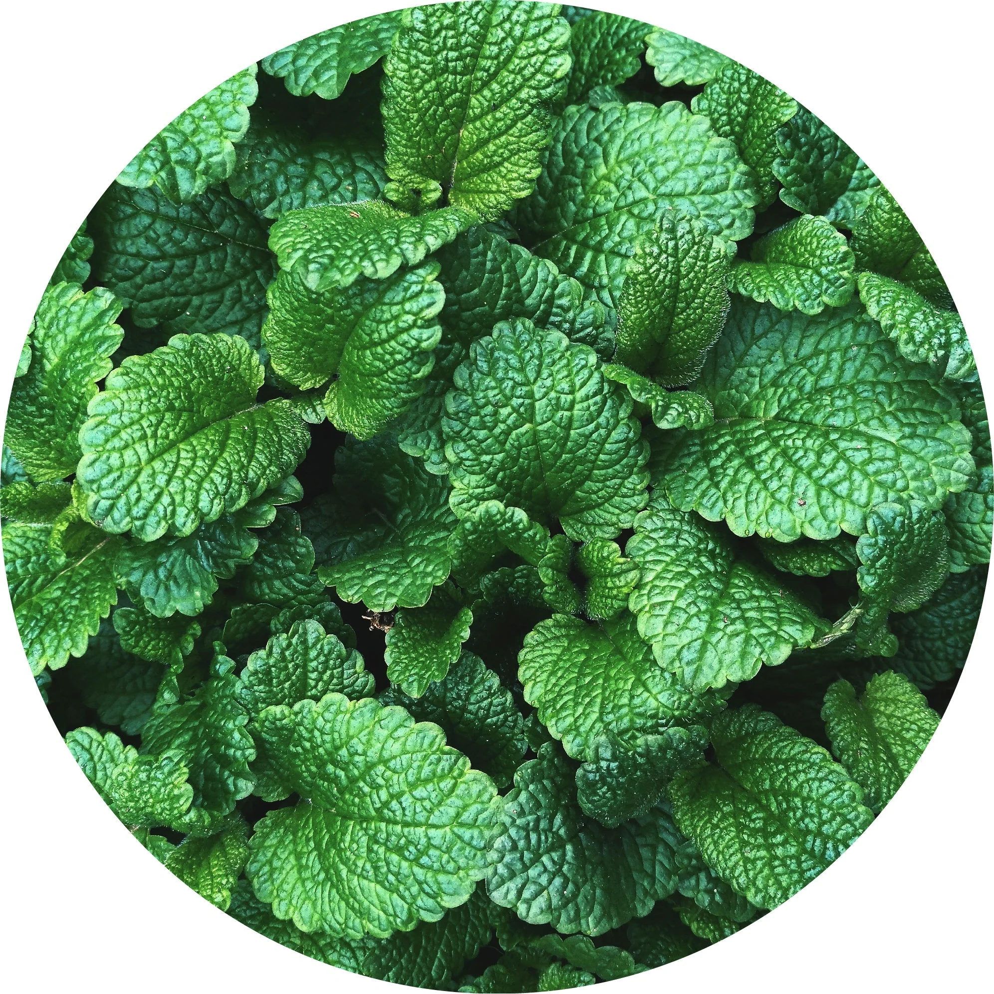 Mountain Mint - Essential Oil - Image 2