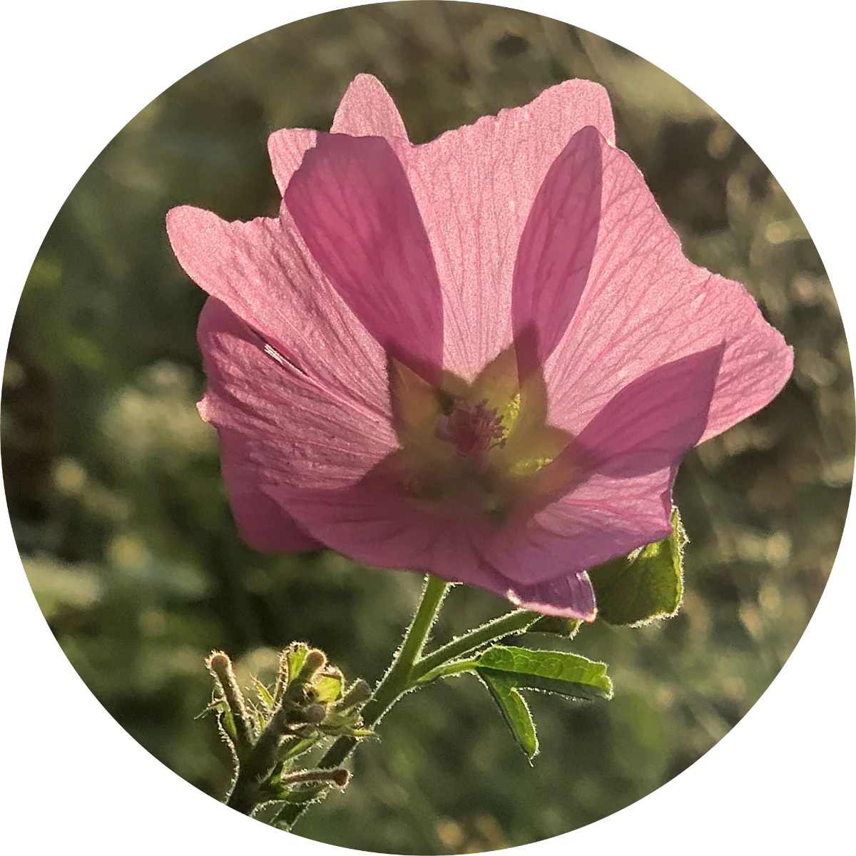 Musk Mallow - Essential Oil