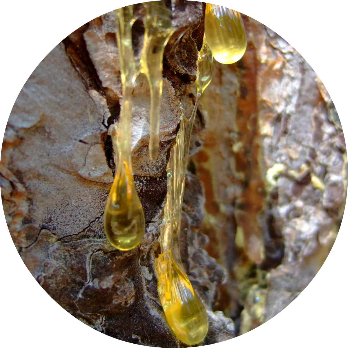 Myrrh - Essential Oil