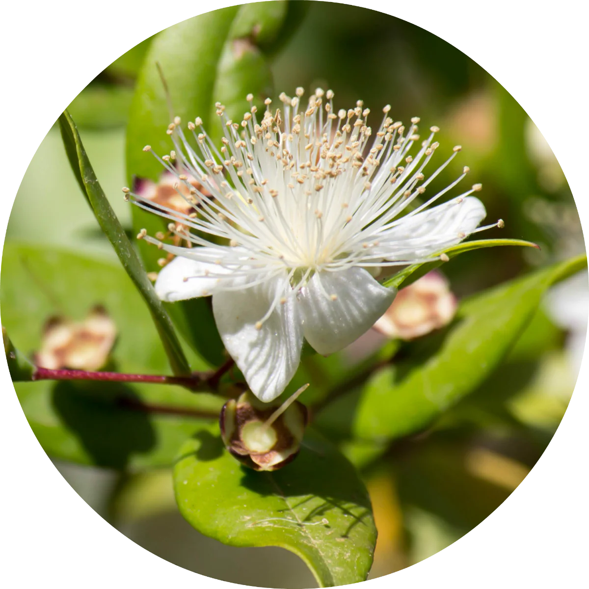 Myrtle - Essential Oil