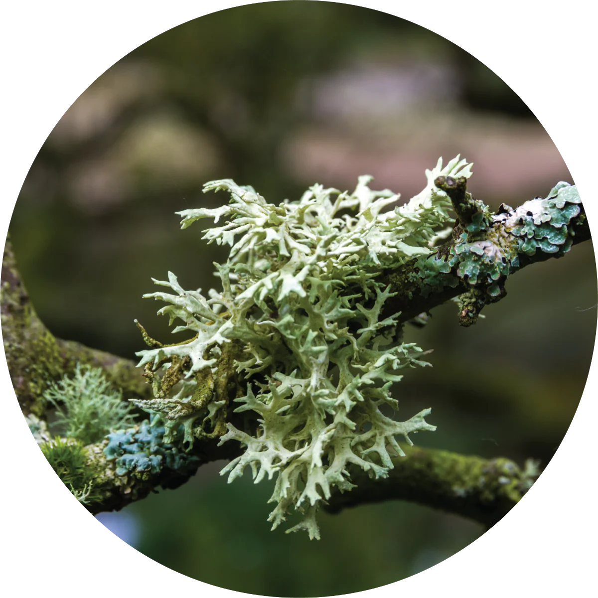 Oakmoss - Absolute