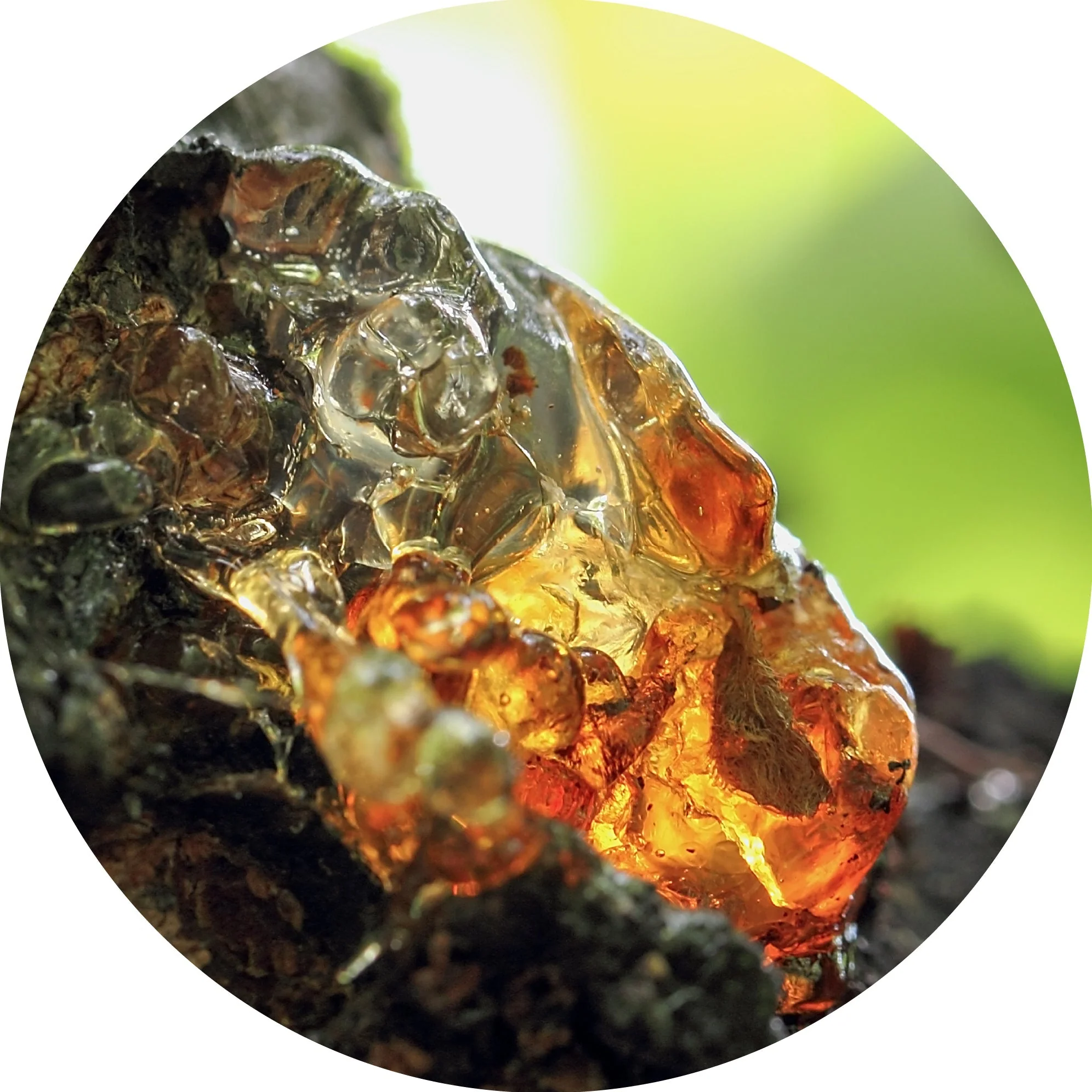 Omumbiri - Essential Oil