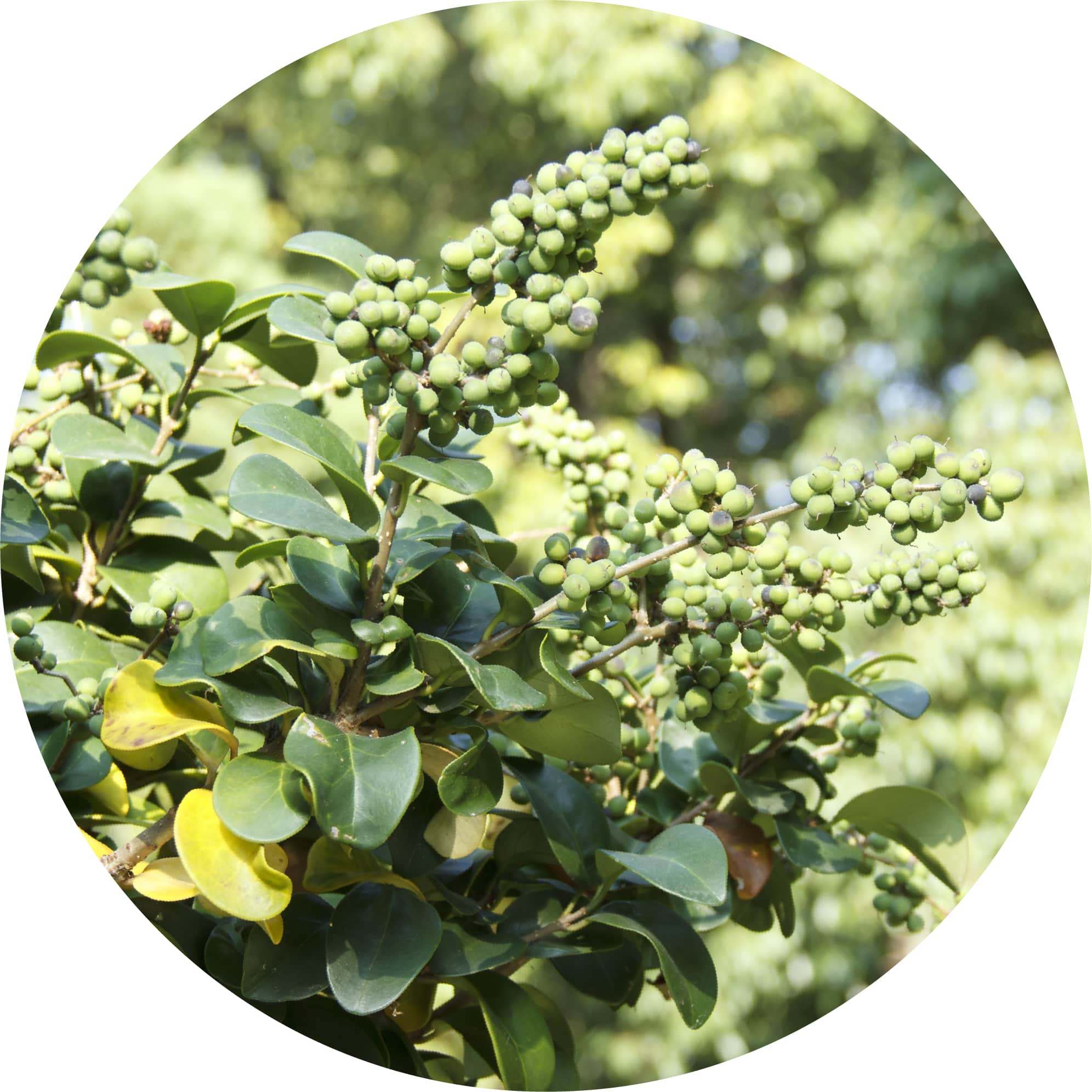 Opopanax - Essential Oil