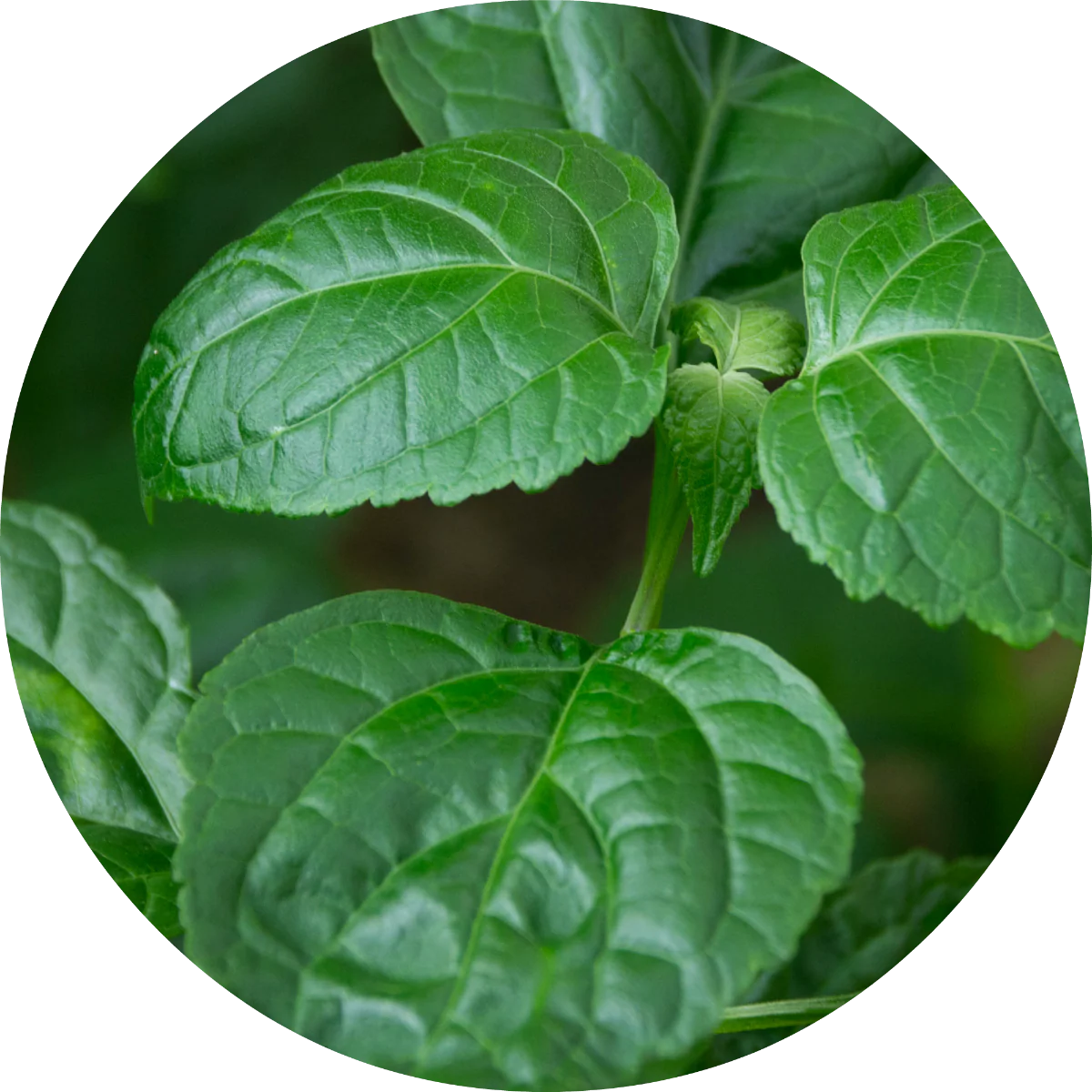 Patchouli - Essential Oil