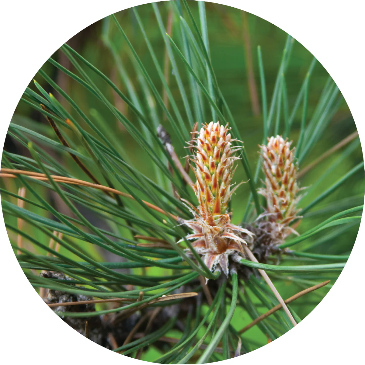 Pine, Grand White - Essential Oil