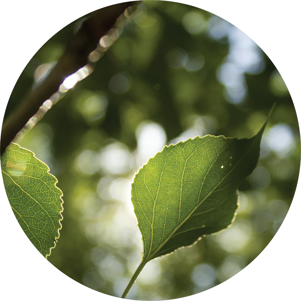Poplar Balsam - Essential Oil