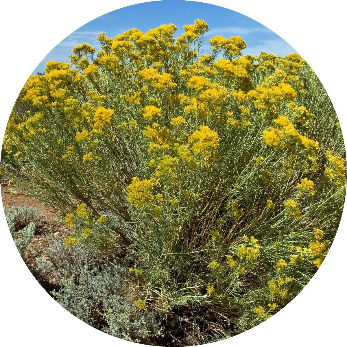 Rabbit Brush - Essential Oil