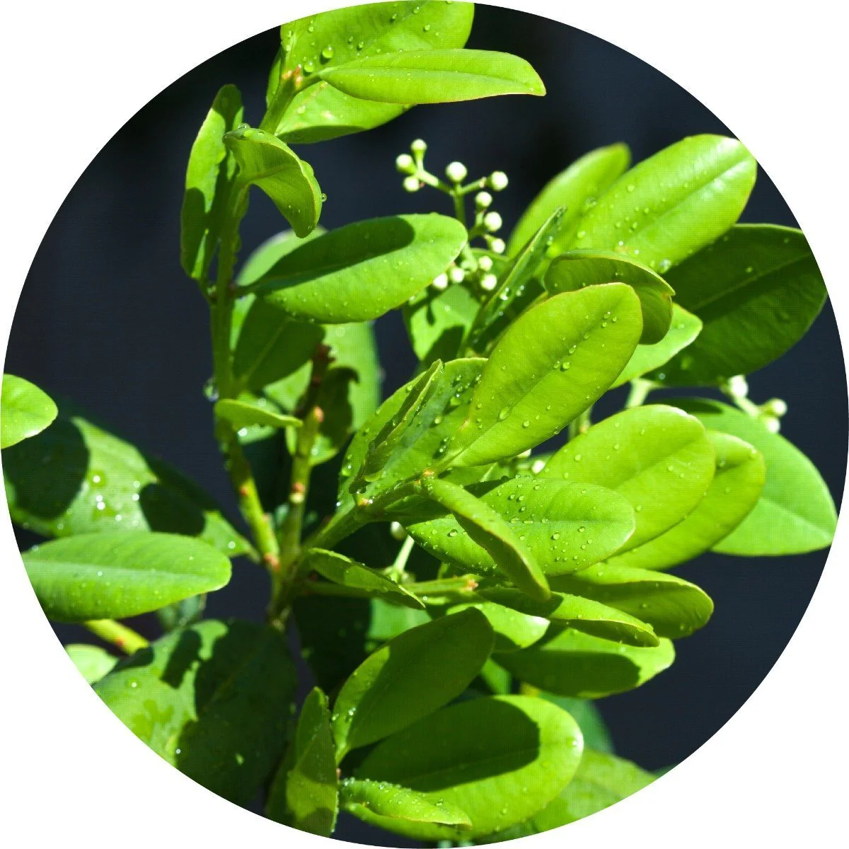 Ravensara - Essential Oil