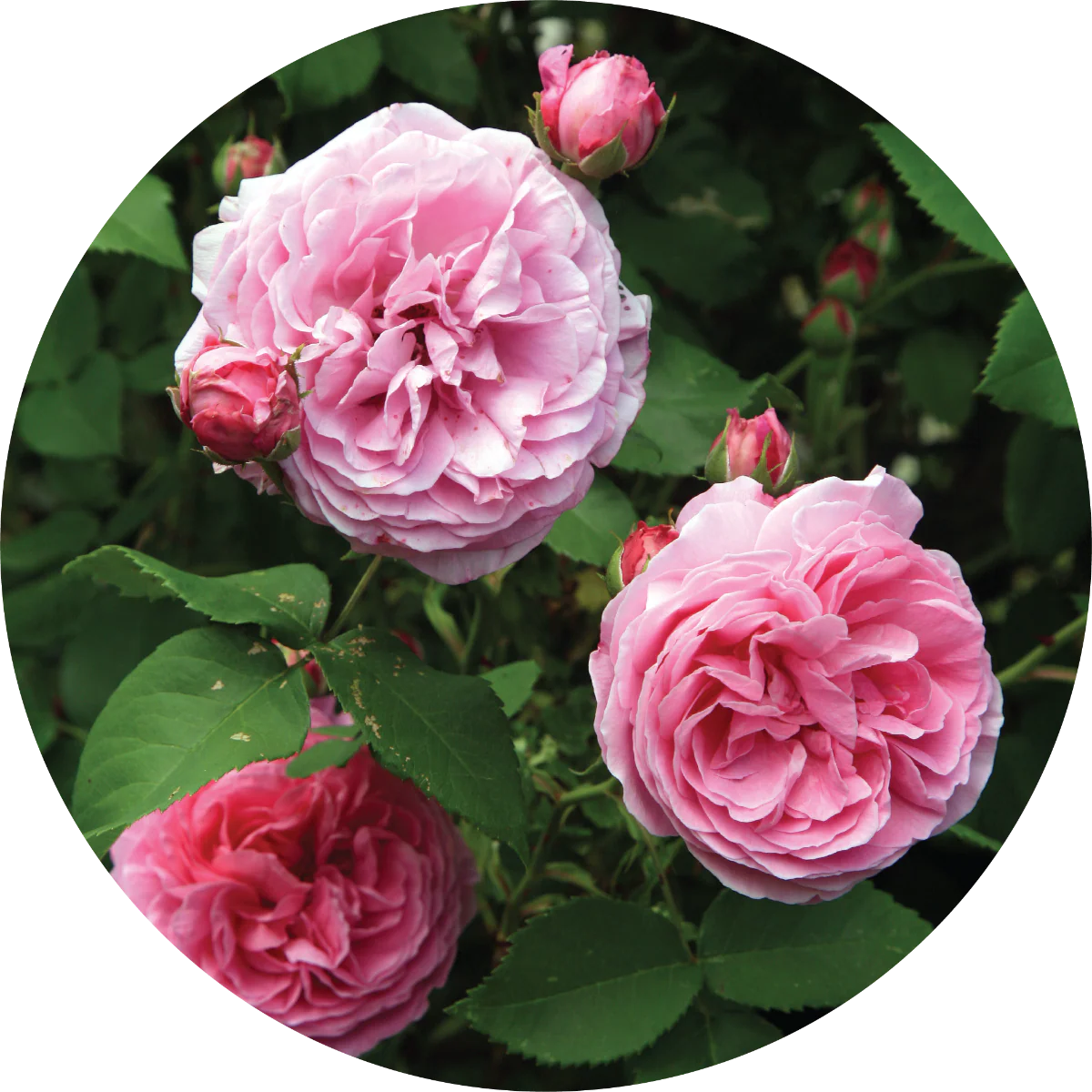 Rose Bourbon - Absolute
