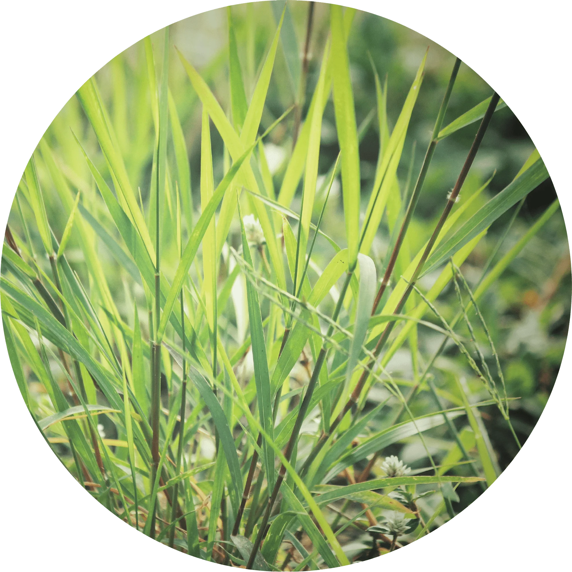 Vetiver, Ruh Khus - Essential Oil