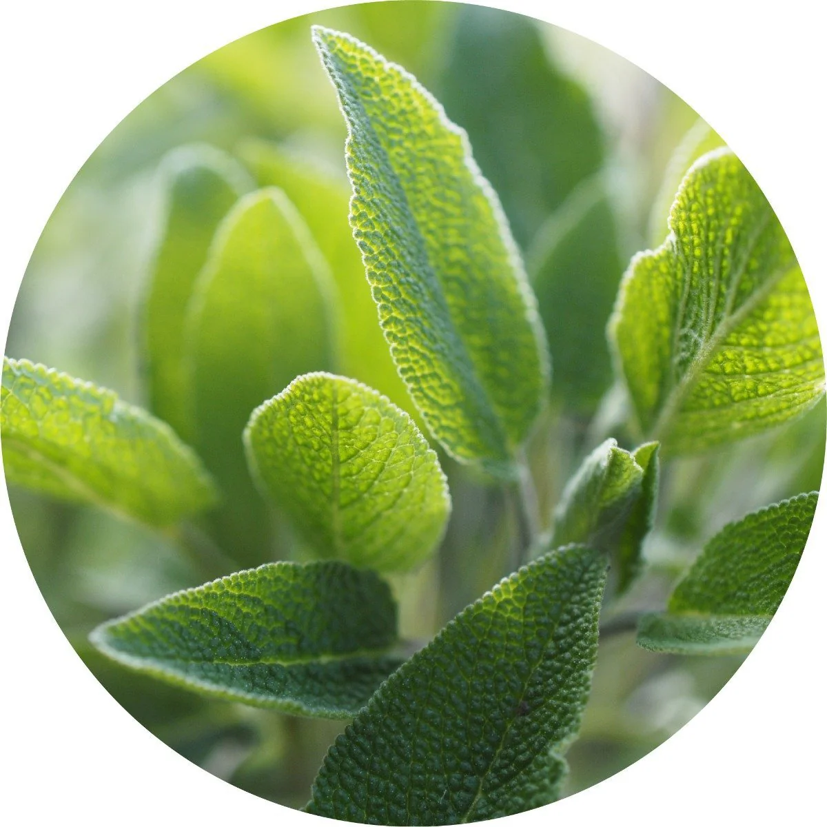 Sage - Essential Oil VIP