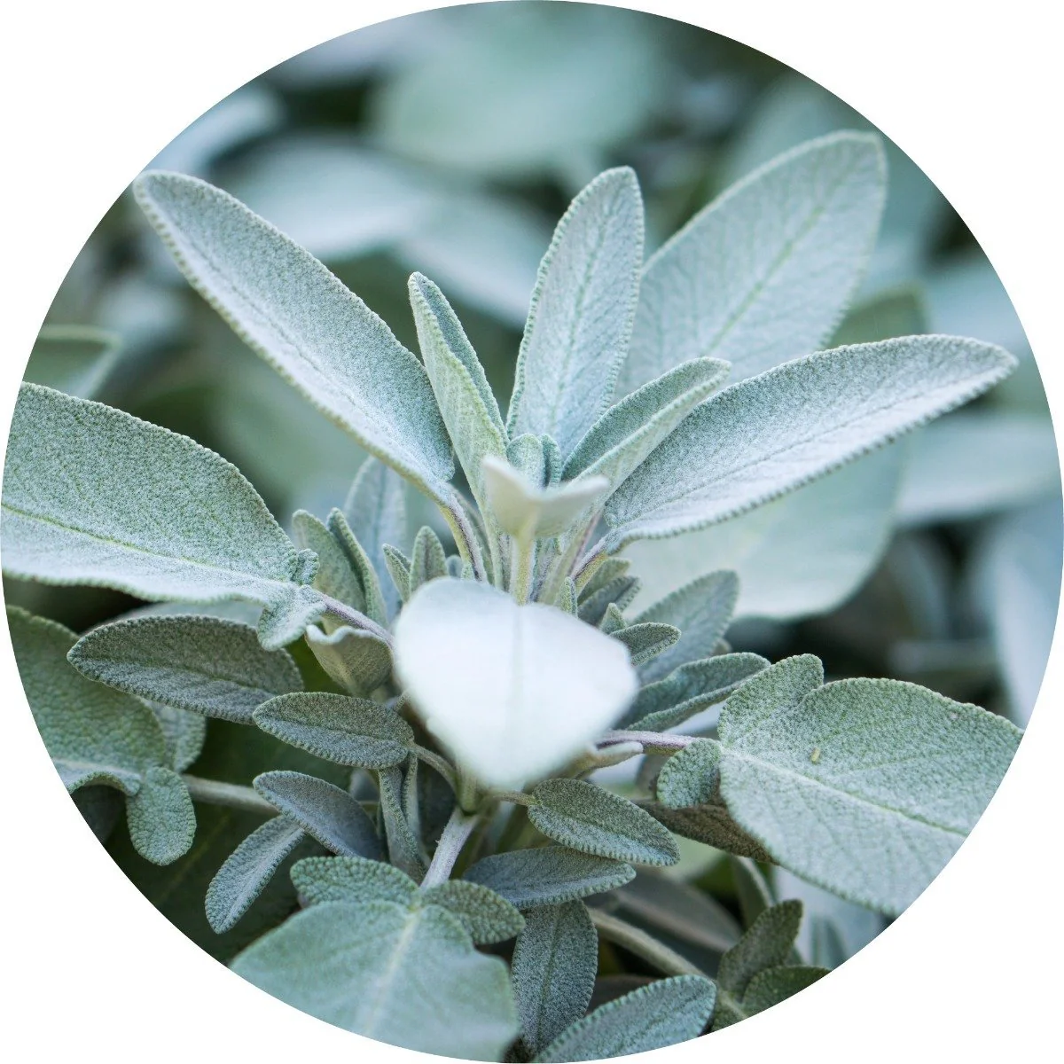 Sage, White - Essential Oil VIP