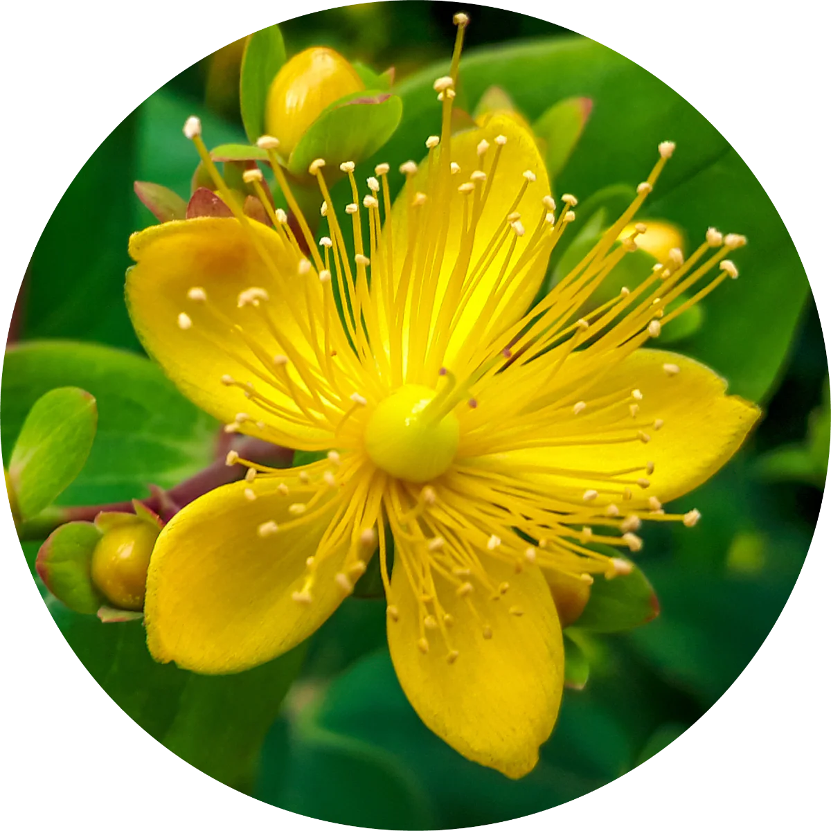 Saint Johnswort - Essential Oil