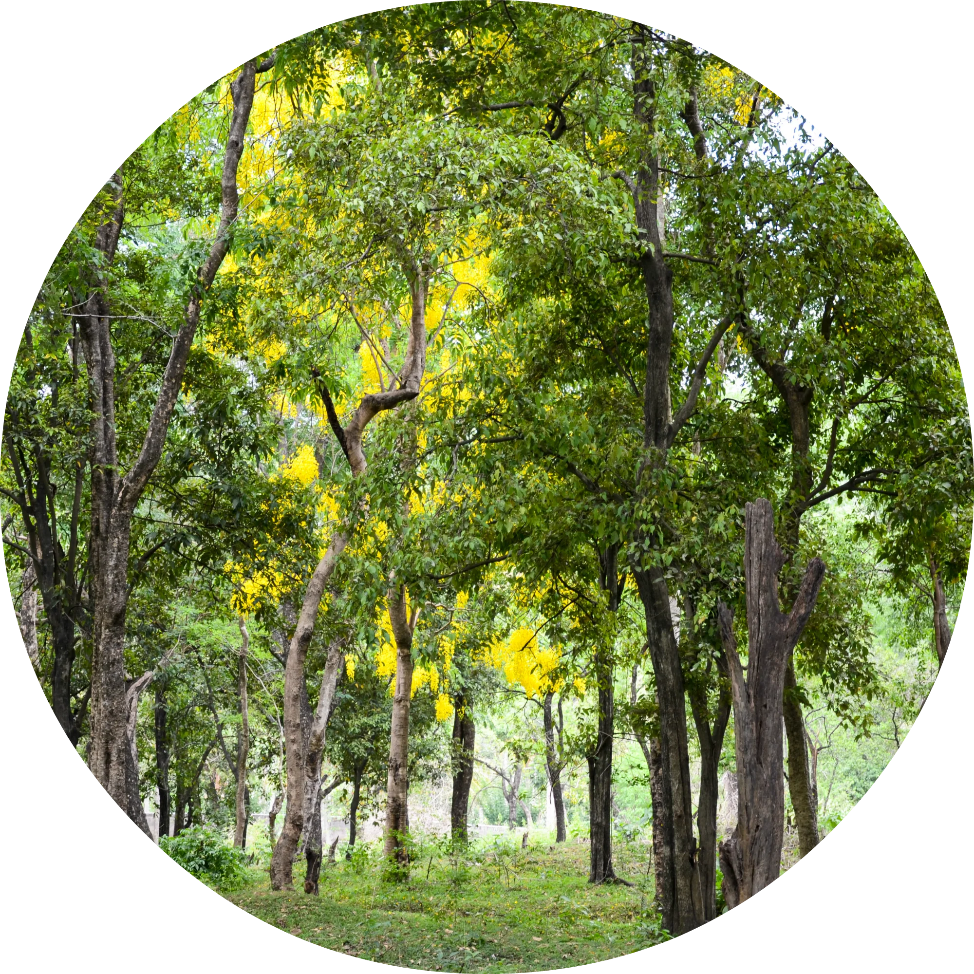Sandalwood - Essential Oil