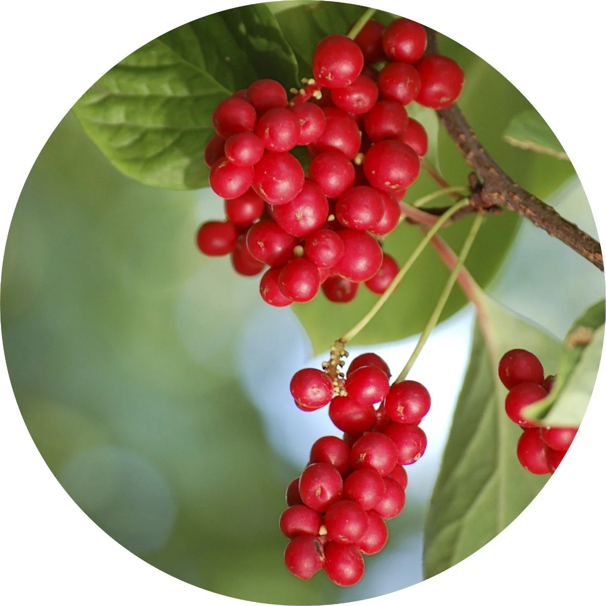 Schizandra Berry - Essential Oil