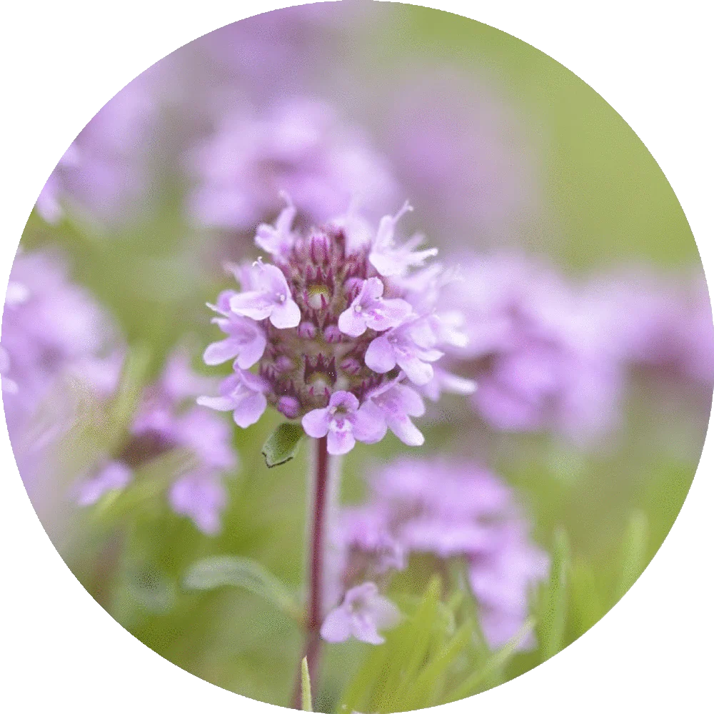 Thyme, Sweet - Essential Oil